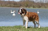 SAINT BERNARD 112